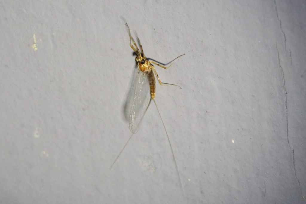 Epeorus fragilis