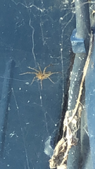 Agelenopsis