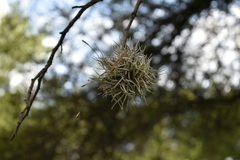 Tillandsia recurvata