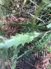 Cirsium lecontei