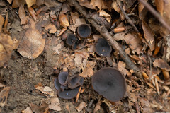 Galactinia saniosa