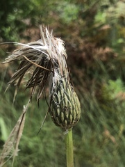 Cirsium lecontei