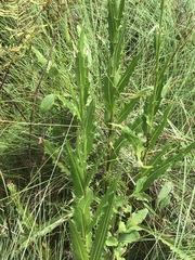 Cirsium lecontei