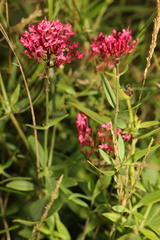 Centranthus ruber