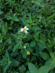 Bidens alba