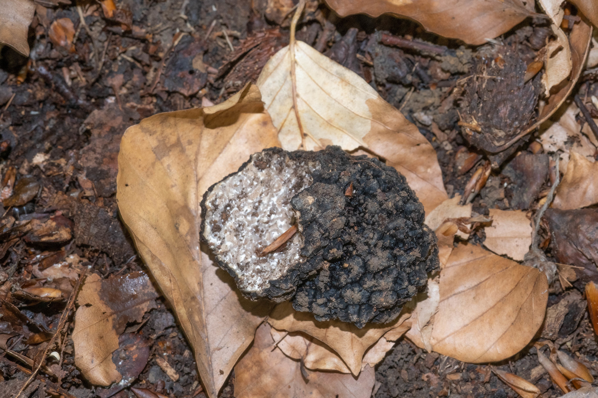 Tuber aestivum