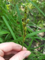Carex shortiana