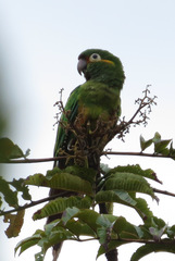 Leptosittaca branickii