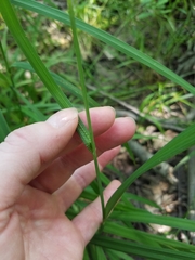 Carex shortiana