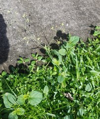Boerhavia