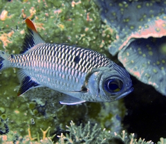 Myripristis