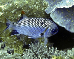 Myripristis
