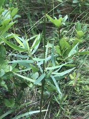 Dichanthelium mattamuskeetense