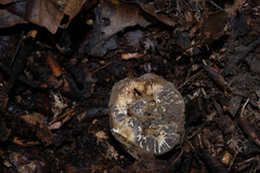 Tuber excavatum
