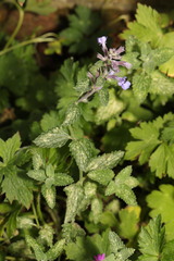 Nepeta × faassenii