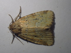 Photedes minima