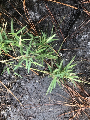 false bearded panic grass (Dichanthelium mattamuskeetense)