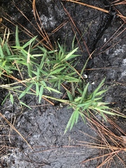 Dichanthelium mattamuskeetense