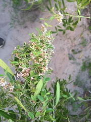 Astephanus triflorus