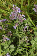 Nepeta × faassenii
