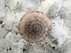 Xeroplexa intersecta