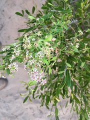 Astephanus triflorus