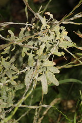 Erysiphe cruciferarum