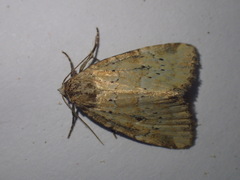 Photedes minima