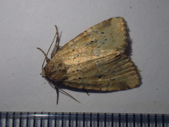 Photedes minima