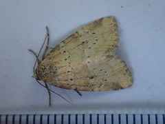 Photedes minima