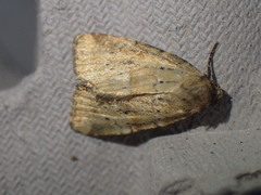 Photedes minima