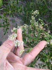 Astephanus triflorus