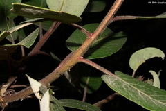 Arbutus bicolor