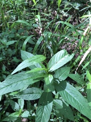 Persicaria minor