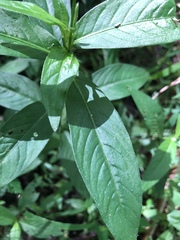 Persicaria minor
