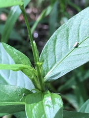 Persicaria minor