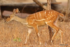 Tragelaphus scriptus