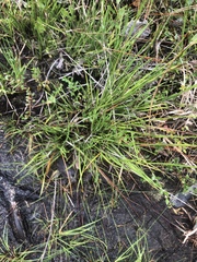 Pleea tenuifolia