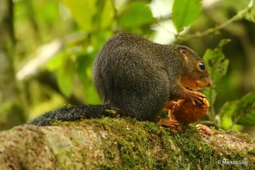 Red-legged Sun Squirrel