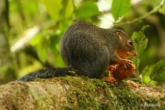 Heliosciurus rufobrachium