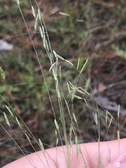 Eragrostis elliottii