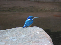 Alcedo semitorquata