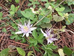 Passiflora karwinskii
