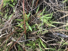 Dichanthelium strigosum leucoblepharis