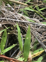 Dichanthelium strigosum leucoblepharis