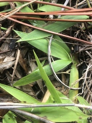 Dichanthelium strigosum leucoblepharis