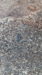 Uroplectes flavoviridis