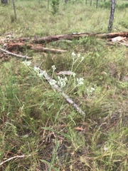 Eupatorium leucolepis