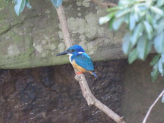 Alcedo semitorquata