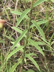 Eupatorium leucolepis